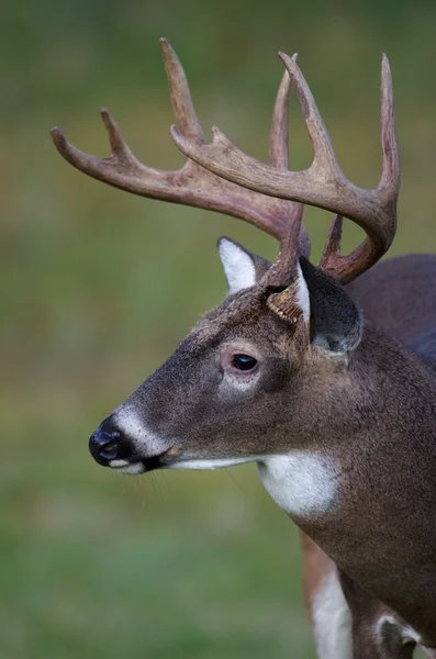 Whitetail Buck — Foto Stock