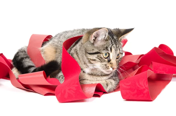 stock image Cat and red ribbon