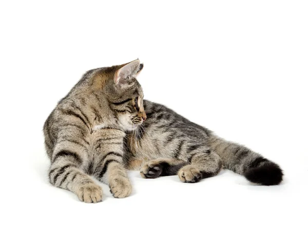 Lindo gato tabby en blanco —  Fotos de Stock