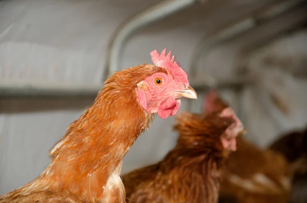 Chickens in a brooder house — Stock Photo, Image