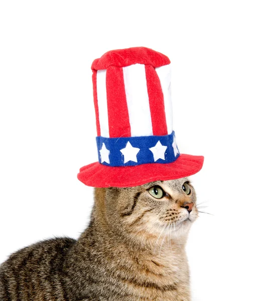 stock image Cute cat with Fourth of July hat