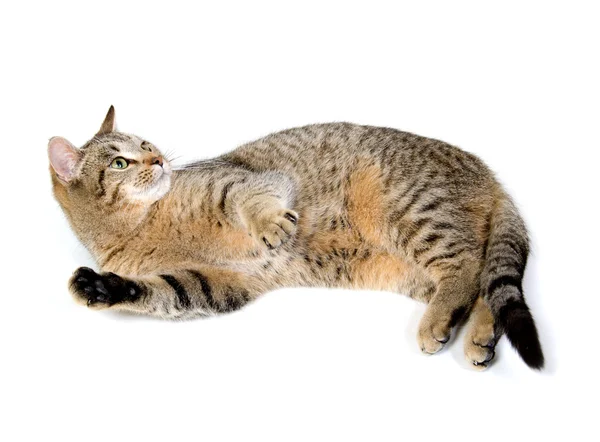 stock image Cute tabby cat on white