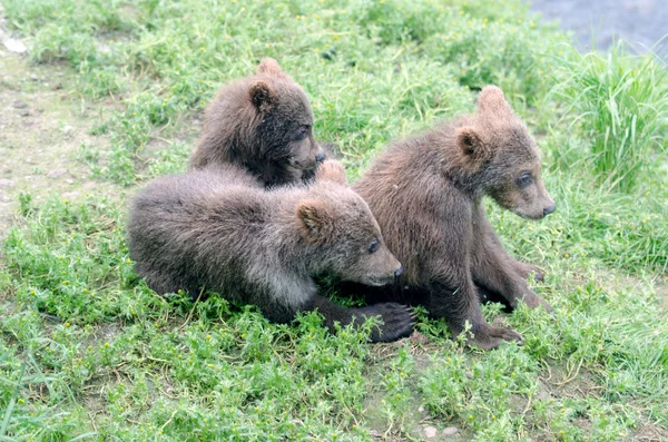 Grizzly bear cubs — Stockfoto