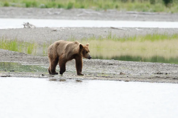 阿拉斯加棕熊沿着岸边走 — 图库照片