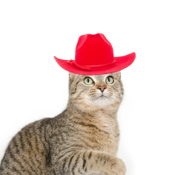 Stock image Cute tabby cat with red hat