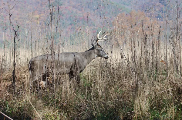 Whitetail deer buck moving through brush — Stock Photo, Image