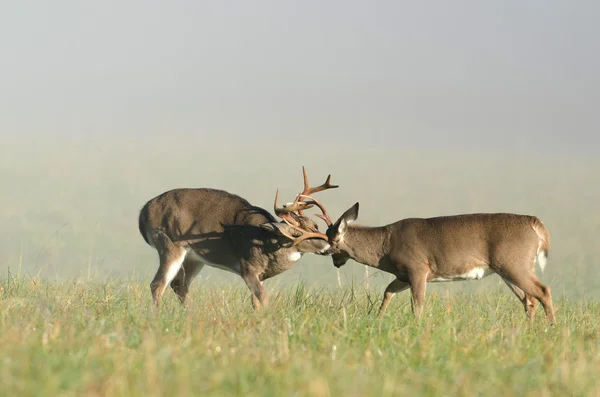 Fikir tartışması 2 whitetail geyik dolar — Stok fotoğraf