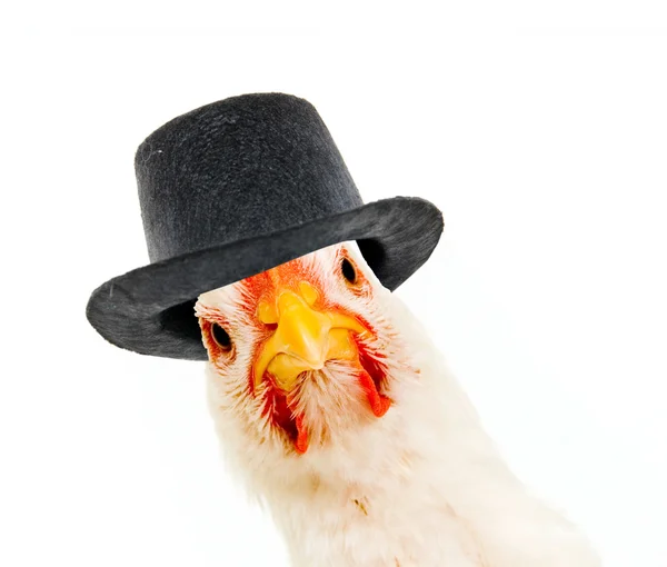 Chicken with black hat on white background — Stock Photo, Image
