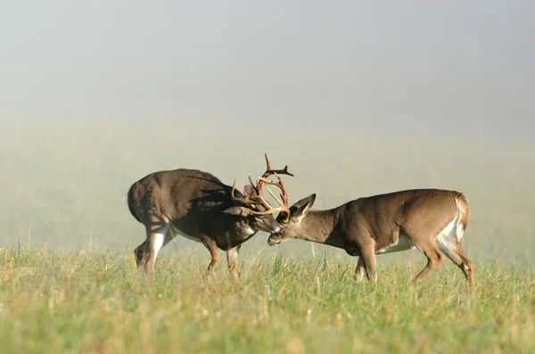 Two whitetail deer bucks sparring — Stock Photo, Image