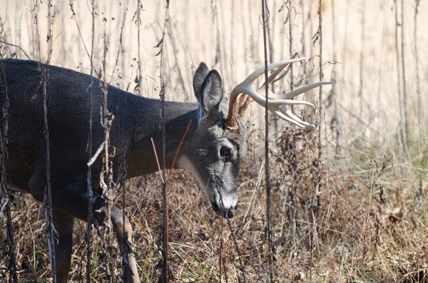 stock image Whitetail deer buck moving through brush