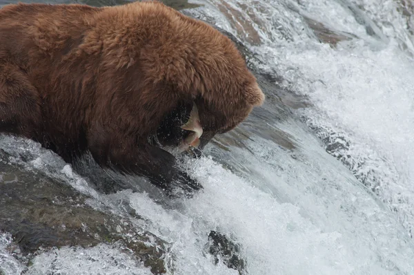 Alaskan oso pardo captura de salmón —  Fotos de Stock