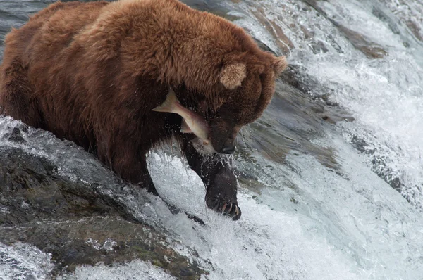Alaskan brown bear catching salmon — Stock Photo, Image