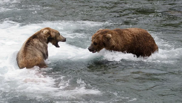 Osos pardos de Alaska peleando — Foto de Stock
