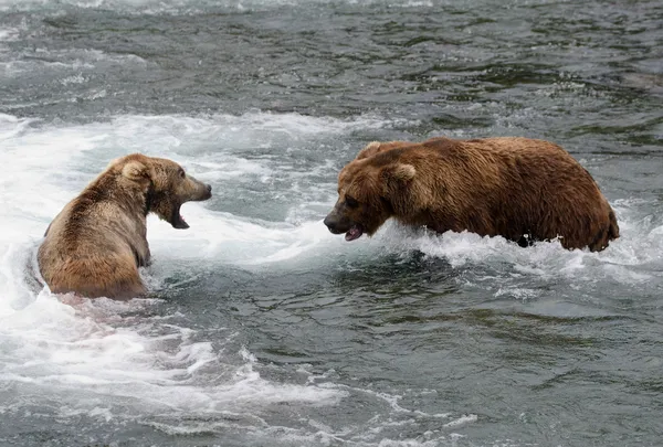 アラスカのヒグマの戦い — ストック写真