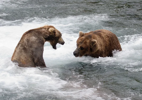 Osos pardos de Alaska peleando — Foto de Stock