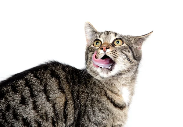 Cat licking its chops — Stock Photo, Image