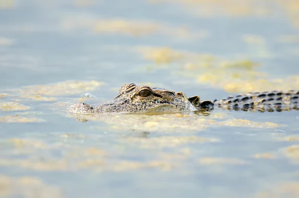 Aligator american în apă statică — Fotografie, imagine de stoc