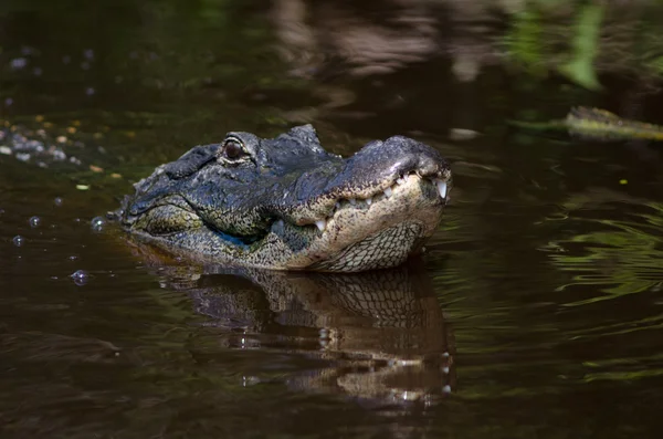 Aligator mare în mlaștina Florida — Fotografie, imagine de stoc
