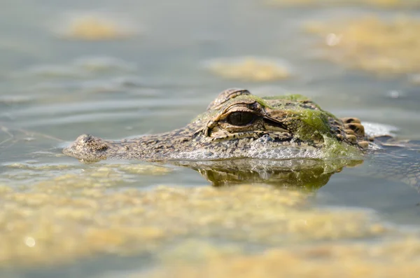 American alligator in still water — Stock Photo, Image