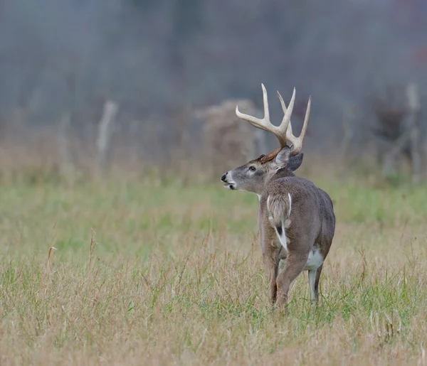 Whitetail deer buck in a foggy field — Stock Photo, Image