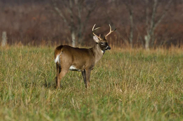 Whitetail Buck. — Fotografia de Stock