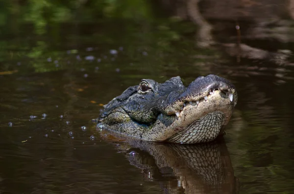 Duże aligator w Florydzie swamp — Zdjęcie stockowe