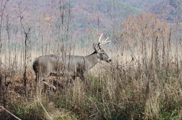 Whitetail deer buck moving through brush — Stock Photo, Image