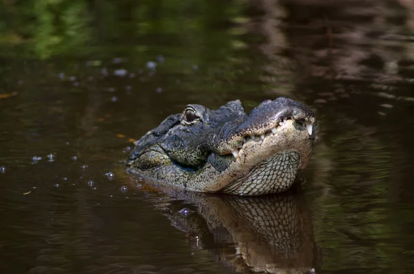 Large alligator in Florida swamp — Stock Photo, Image
