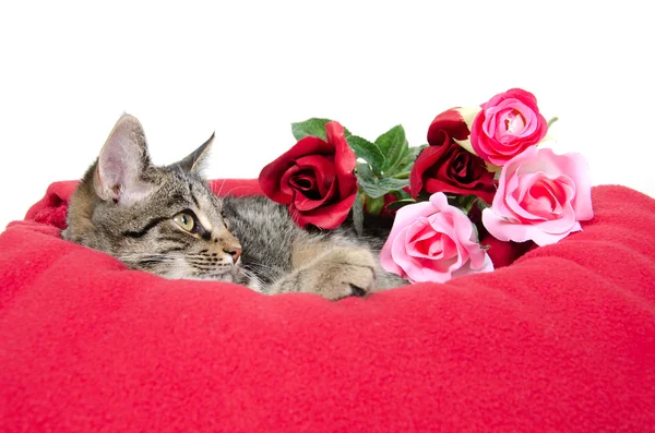 Cute cat and roses — Stock Photo, Image