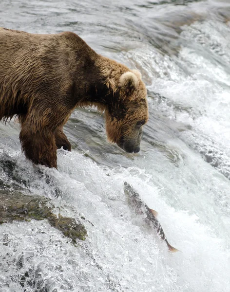 Αλάσκα καφέ αρκούδα — Φωτογραφία Αρχείου