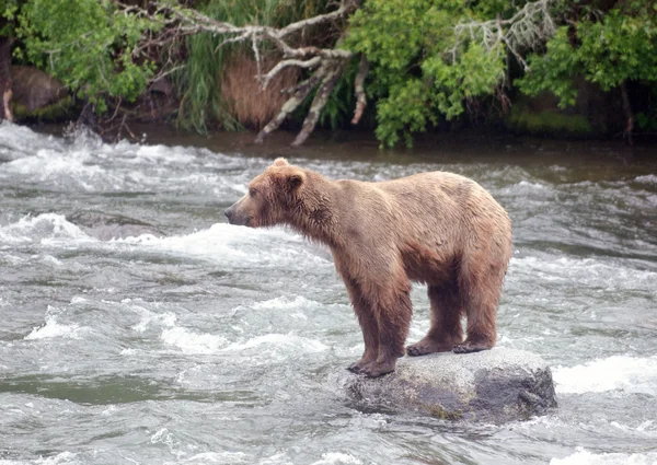 Μεγάλη καφέ αρκούδα, κάθεται σε βράχο — Φωτογραφία Αρχείου