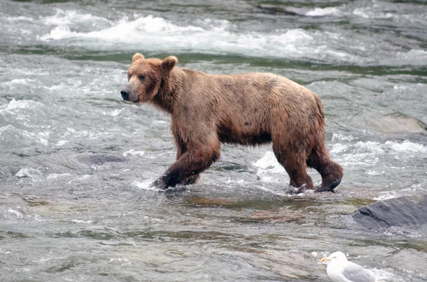 Grand ours brun pêchant le saumon dans une rivière — Photo