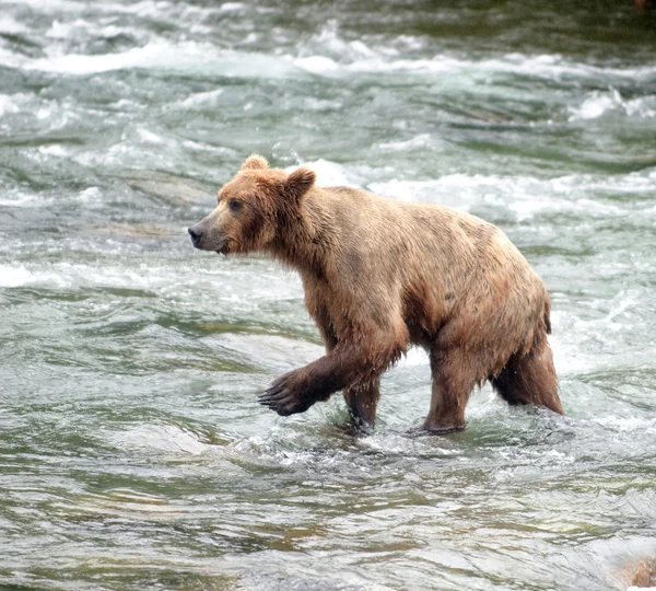 Большой бурый медведь ловит лосося в реке — стоковое фото