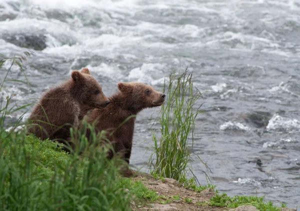 Barna medve kölykeit a partvonal mentén — Stock Fotó