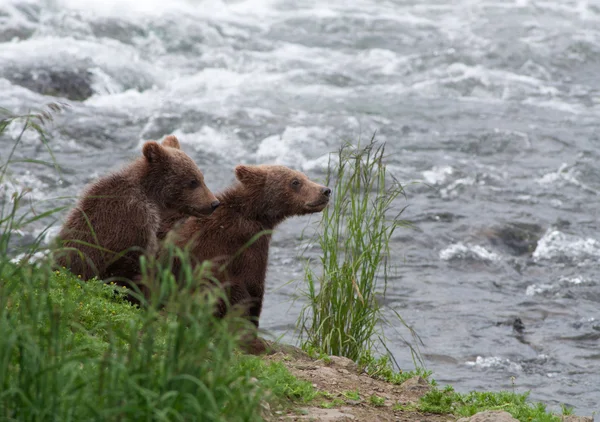 stock image Brown bear cubs along a shoreline