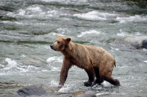 연어는 강에 대 한 큰 갈색 곰 낚시 — 스톡 사진