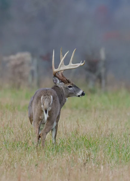 Whitetail deer buck in a foggy field — Stock Photo, Image