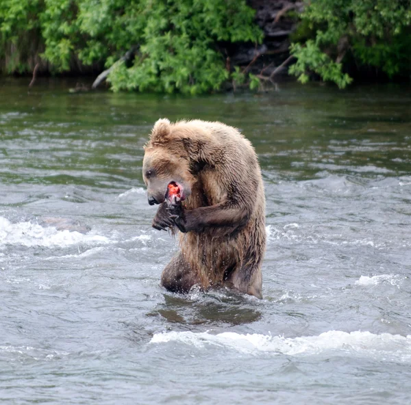 Urso marrom do Alasca comendo um salmão — Fotografia de Stock