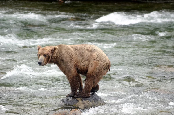 Великий ведмідь бурий промисел лосося в річці — стокове фото