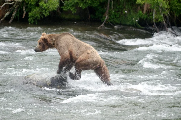 Oso marrón grande pescando salmón en un río —  Fotos de Stock
