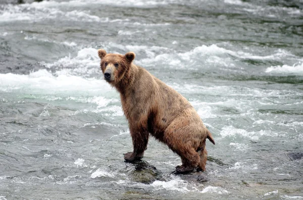 Μεγάλη καφέ αρκούδα αλιεία σολομού στο ποτάμι — Φωτογραφία Αρχείου