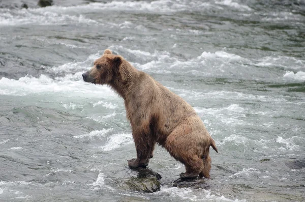 Stor brun Björn fiske efter lax i en flod — Stockfoto