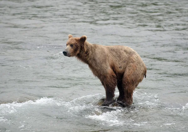 Stor brun Björn fiske efter lax i en flod — Stockfoto