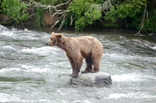 Grande urso marrom sentado na rocha — Fotografia de Stock