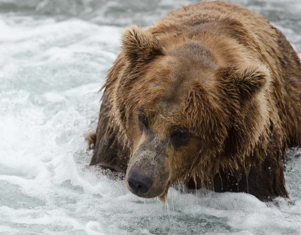 Niedźwiedź brunatny Alaskan Szukam łososia — Zdjęcie stockowe