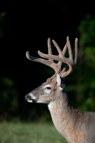 Cervo dalla coda bianca buck con corna di velluto — Foto Stock