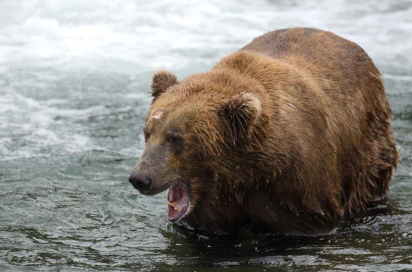 Alaskan niedźwiedź brunatny z jego usta otwarte — Zdjęcie stockowe