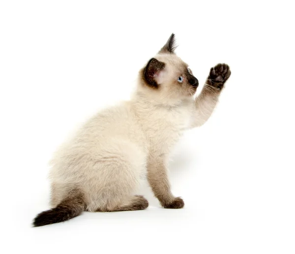 Beyaz arka planda sevimli kedi yavrusu — Stok fotoğraf