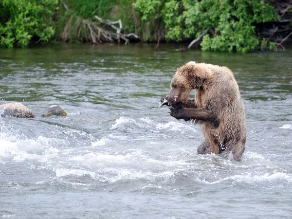 Alaskan Brown bear eating a salmon — Stock Photo, Image