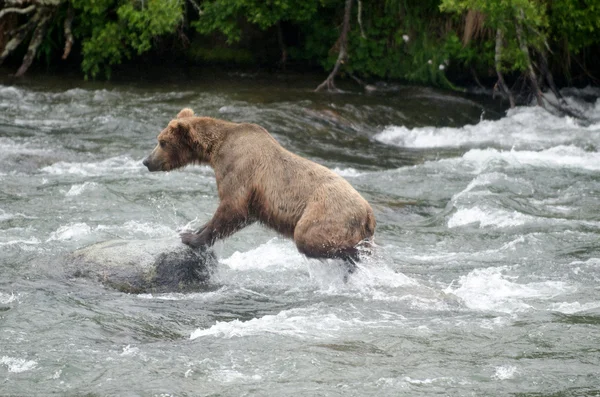 Large Brown Bear fishing for salmon in a river — Stock Photo, Image